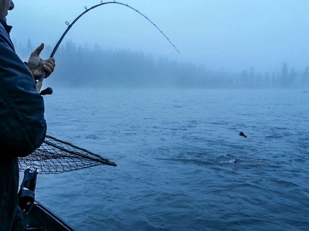 Kenai Kings – Landing a True Giant