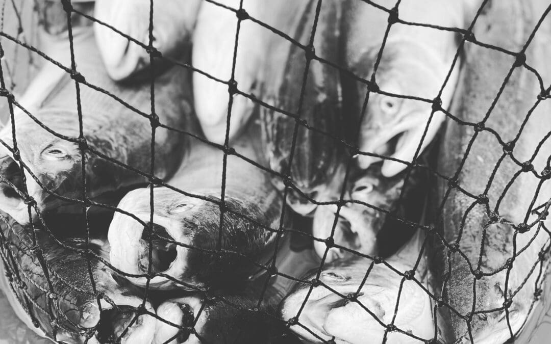 Sockeye Salmon Fishing Series Part II: Hook Choices