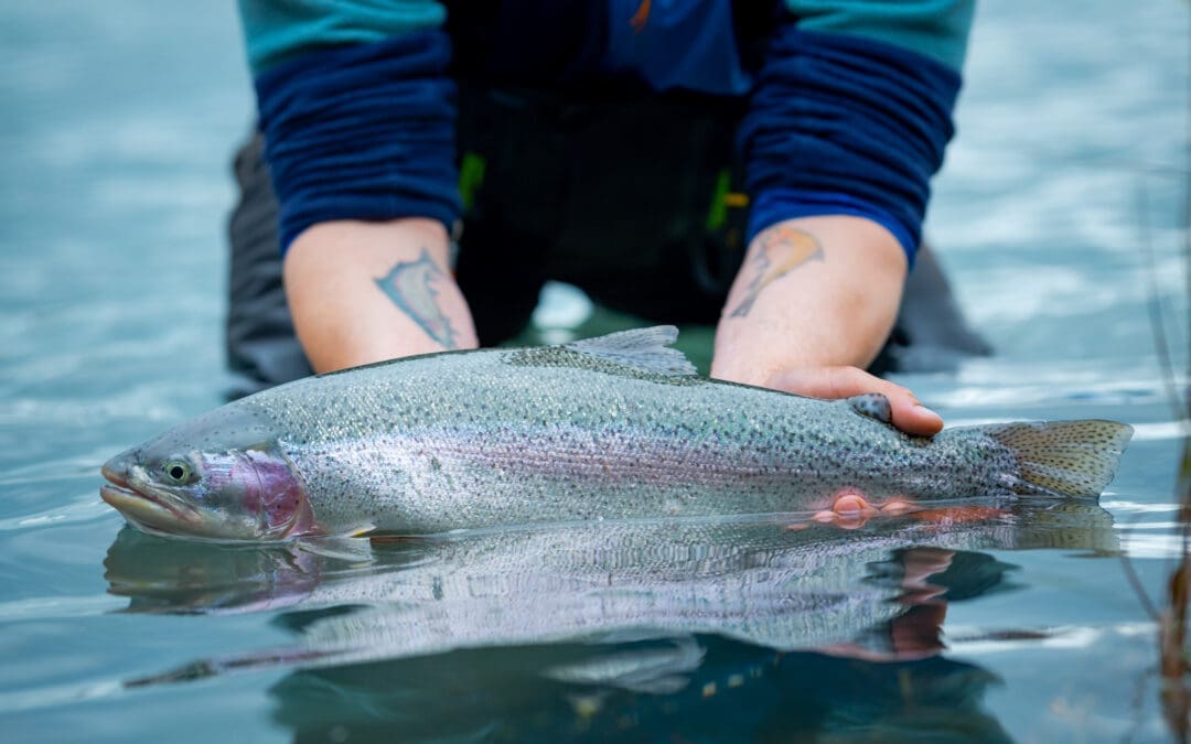 Kenai River Trout Fishing Key Points