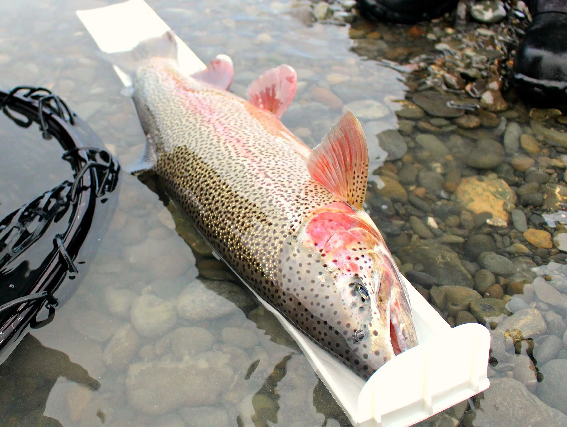 Measuring BIG Kenai River Trout