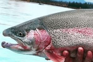 SOCKEYE SALMON FISHING SERIES PART VII: THE BATTLE - Alaska Fishology -  Kenai River Salmon Fishing Guide