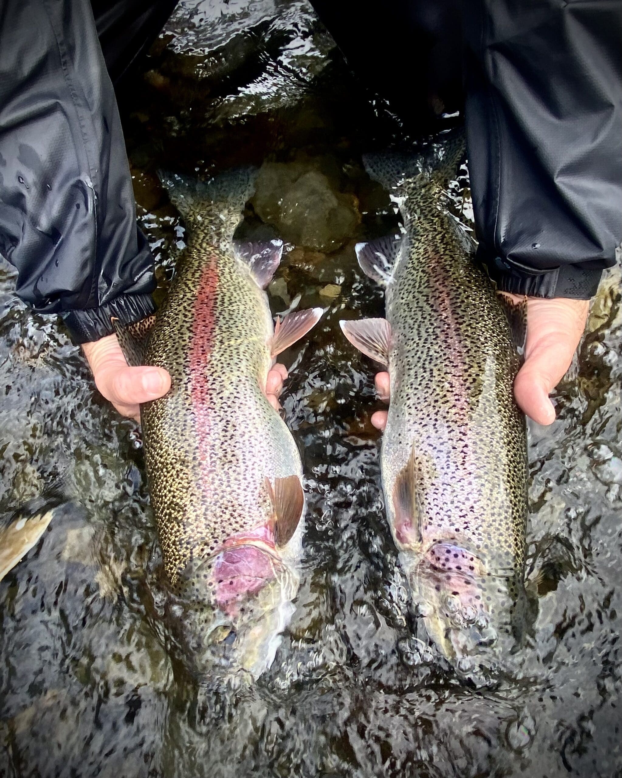 Rainbow Trout Fishing on the Kenai River - Alaska Fishology - Kenai River  Salmon Fishing Guide