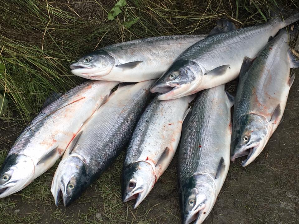 SOCKEYE SALMON FISHING SERIES PART VII: THE BATTLE - Alaska