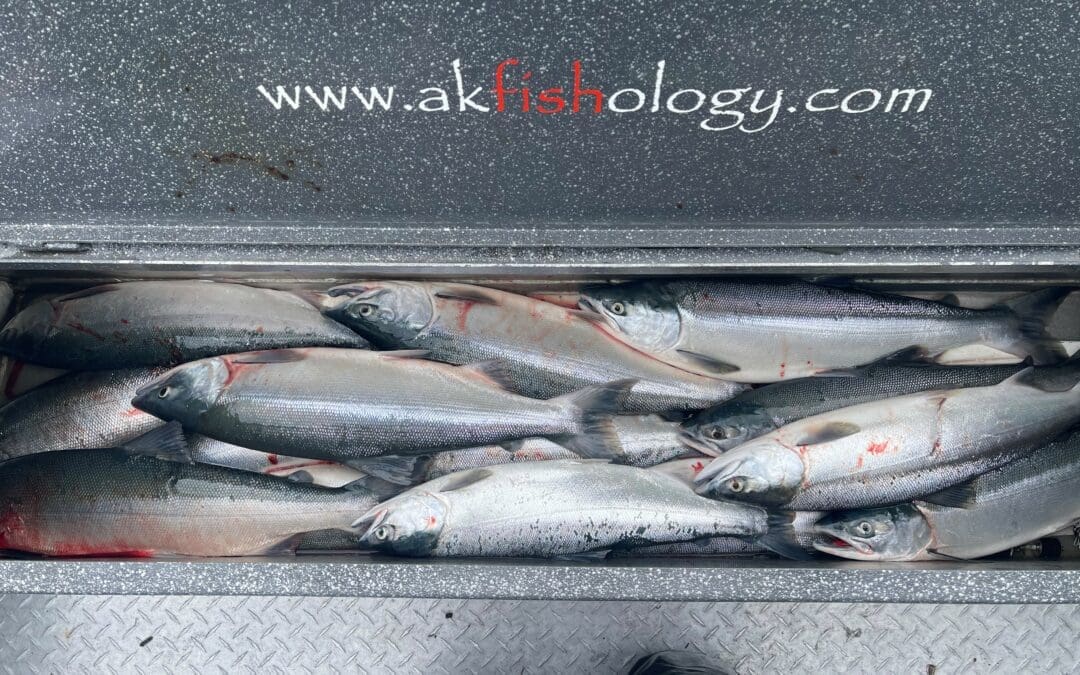 SOCKEYE SALMON FISHING SERIES PART VI: PRESENTATION