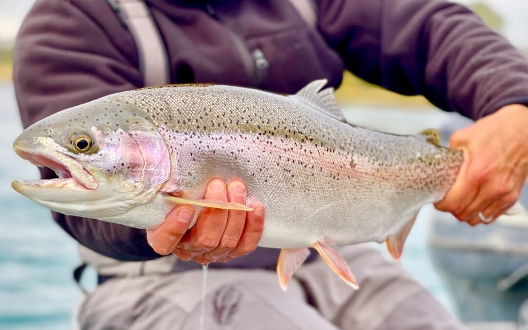 3 Reasons to go Kenai River Trout Fishing